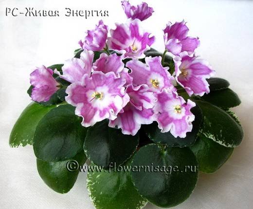ЖиваяЭнергия5